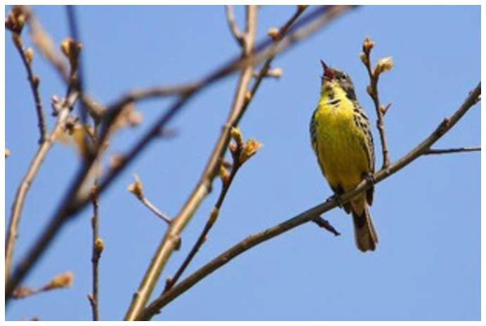 kirklands warbler - conservation club - ocsc
