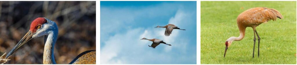 sanhill cranes