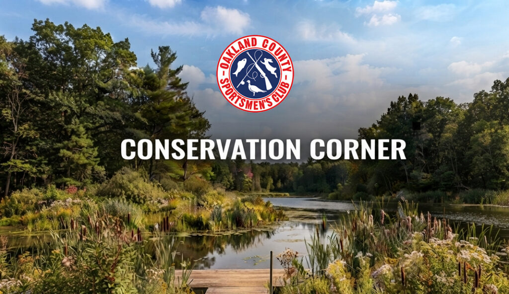 Conservation Corner Featured Image
