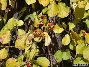 Invasive Oriental Bittersweet