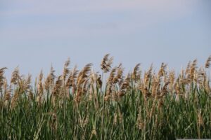 invasive Phragmites
